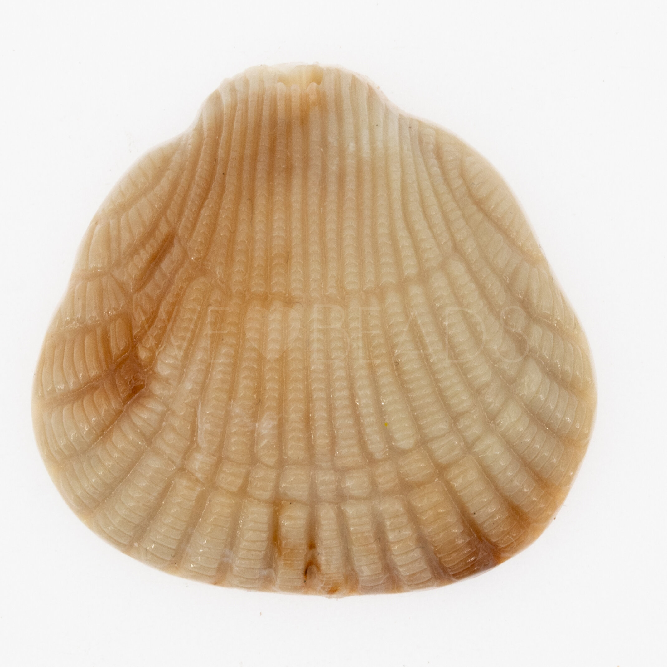 36x34 Muschel Anhänger in sesam beige