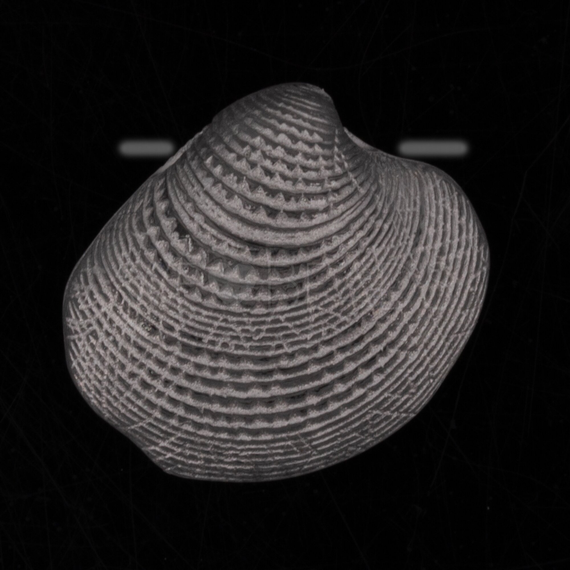 19mm Venusmuschel  Perle in Kristall silber