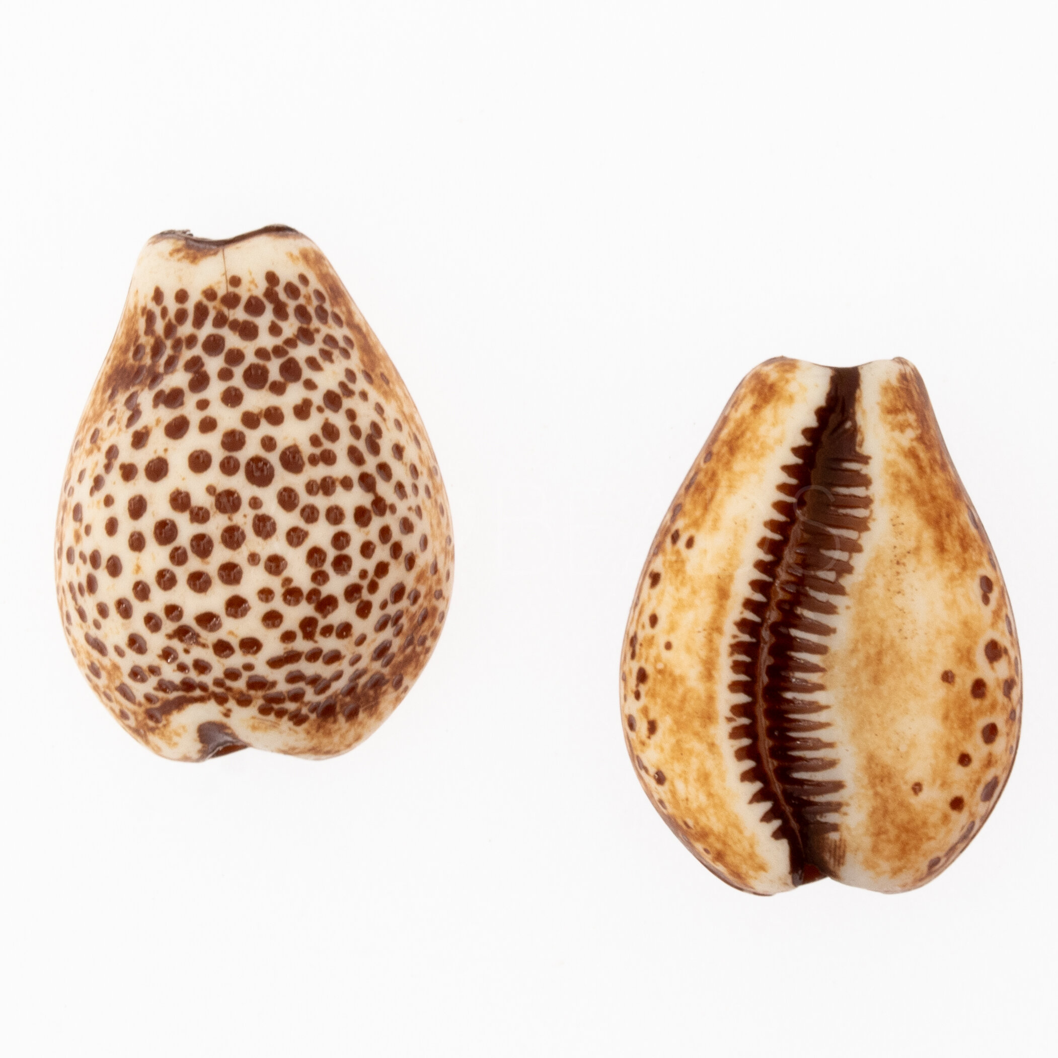 21x16 Muschel Perle in elfenbein-braun