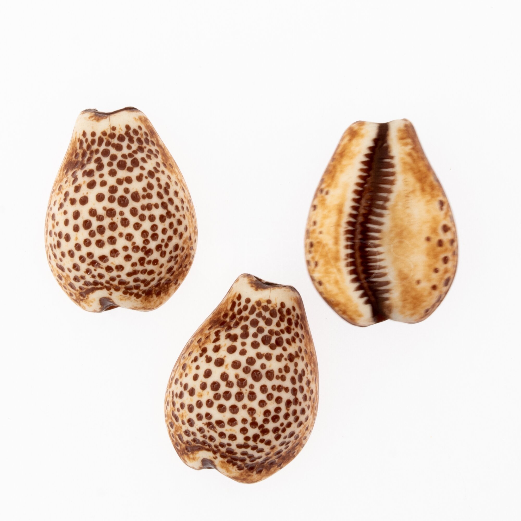 21x16 Muschel Perle in elfenbein-braun