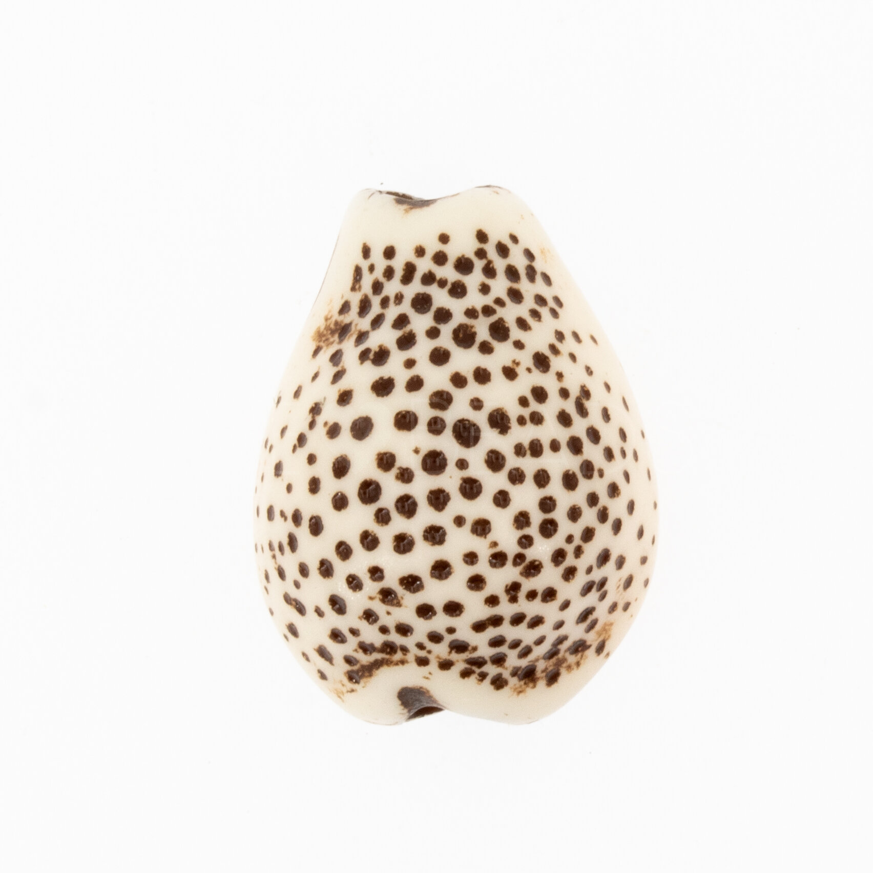 21x16 Kauri Muschel Perle in elfenbein-braun