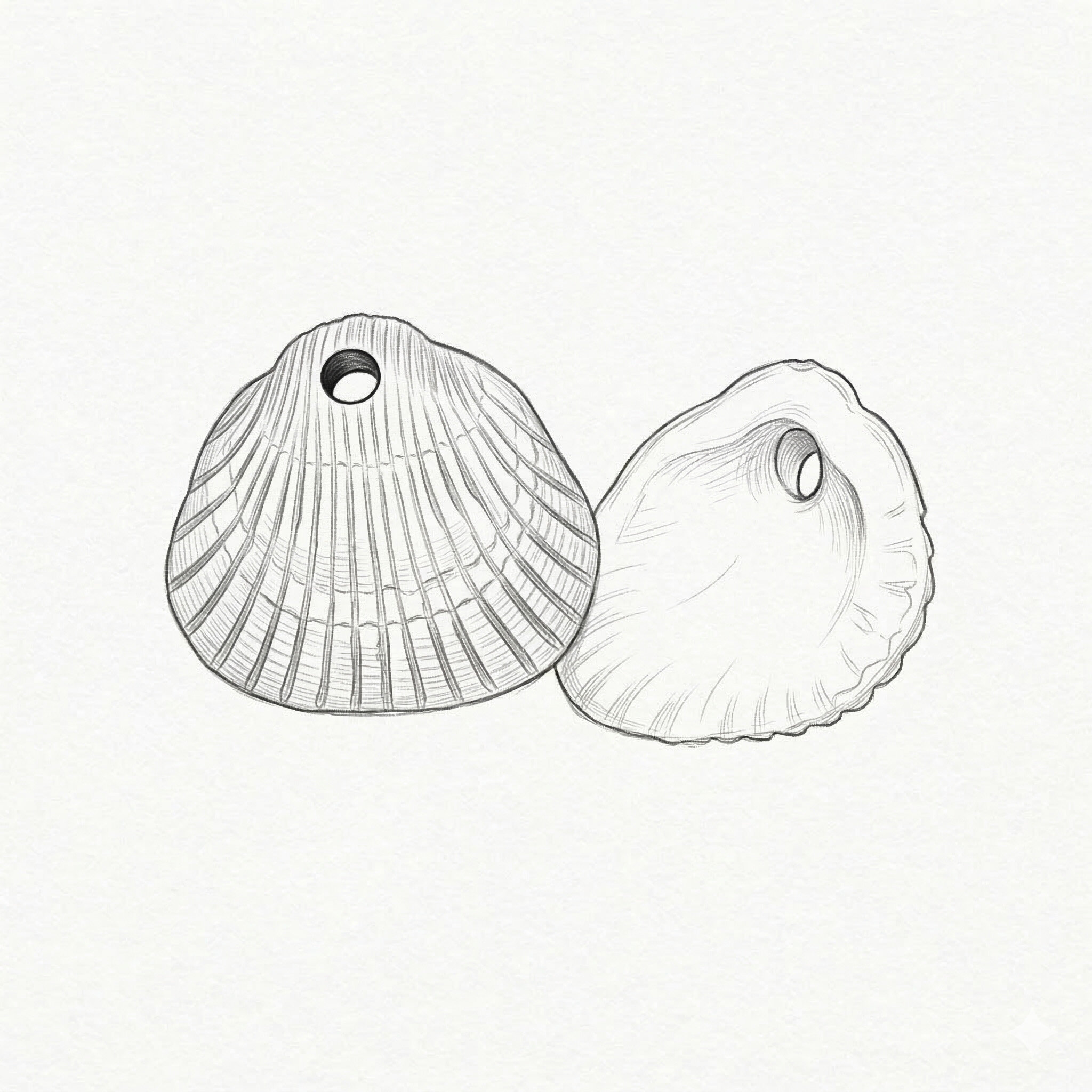 36x34 Muschel Anhänger in elfenbeinfarben