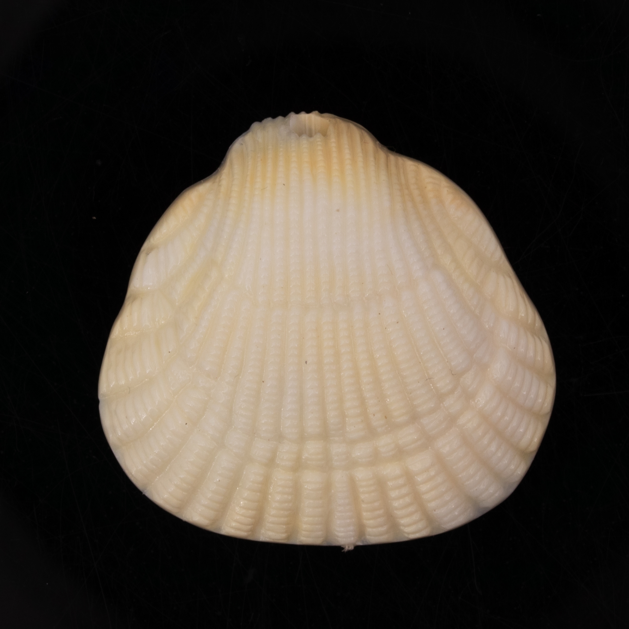 36x34 Muschel Anhänger in elfenbeinfarben