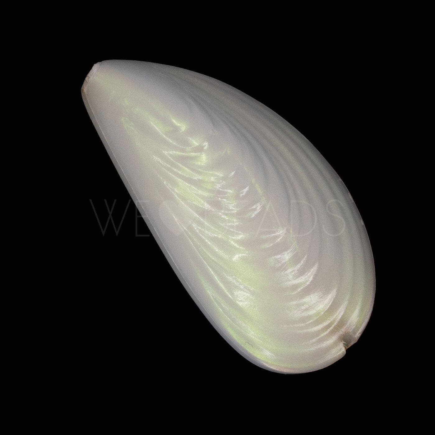Shell Beads in white AB shiny