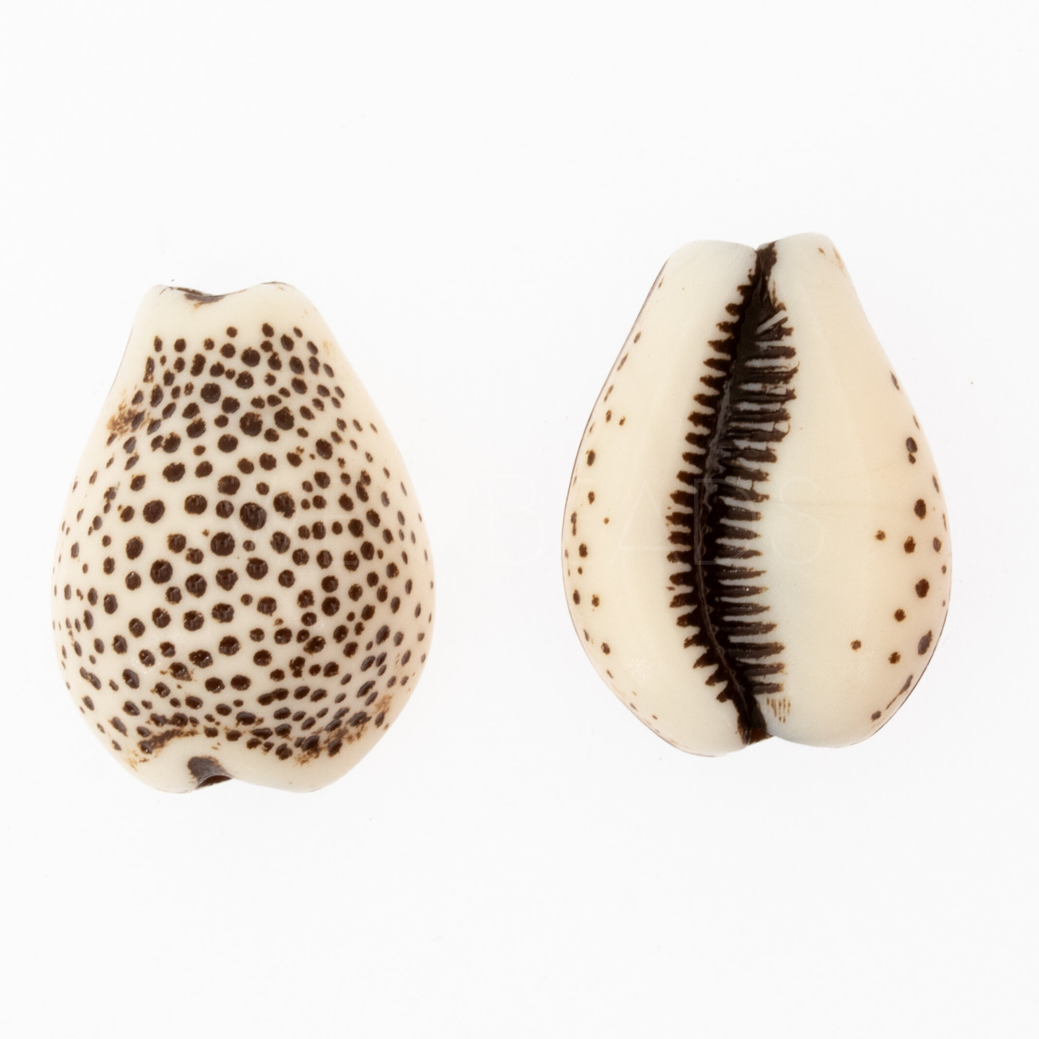 21x16 Kauri Muschel Perle in elfenbein-braun