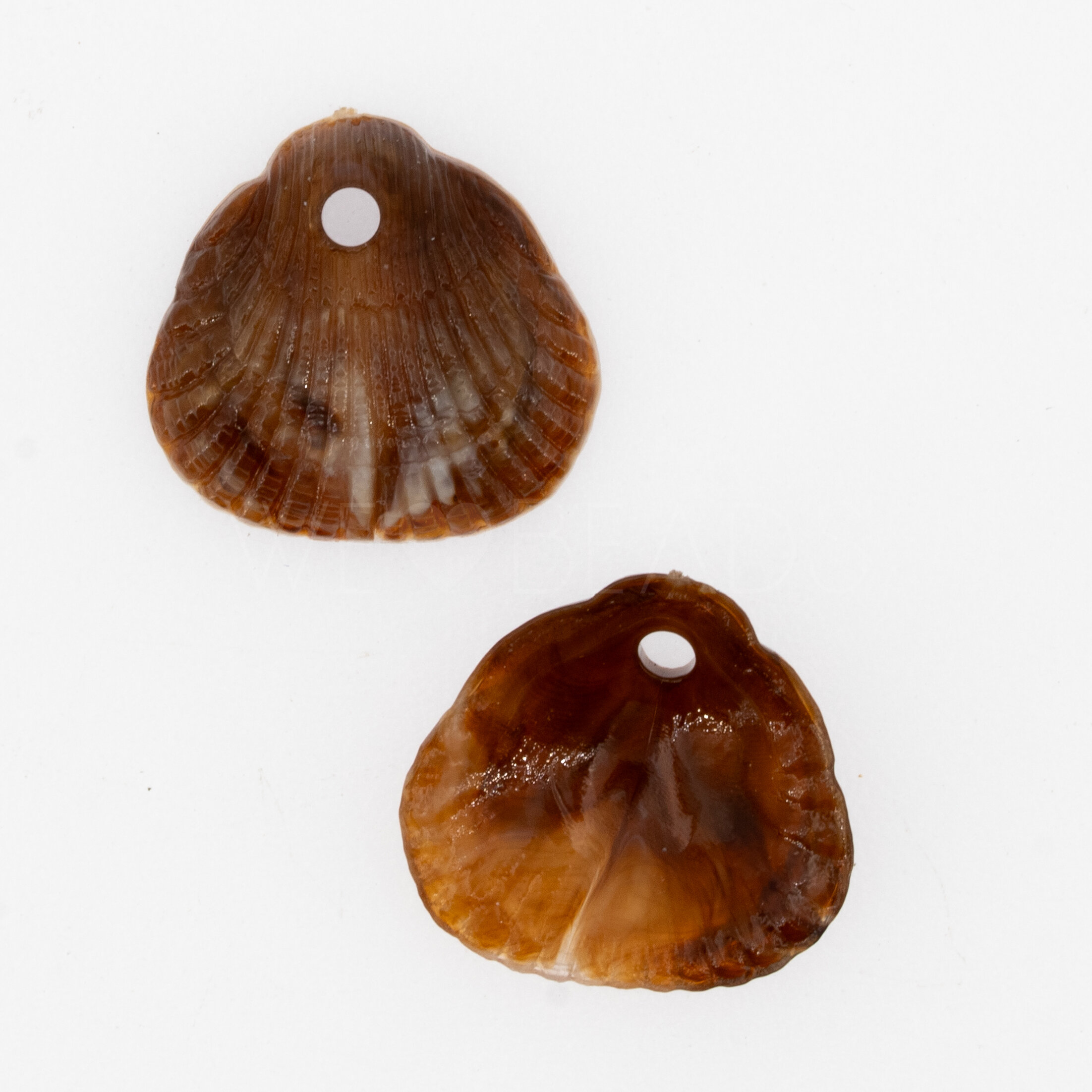 18x17 Muschel Anhänger in mahagonibraun