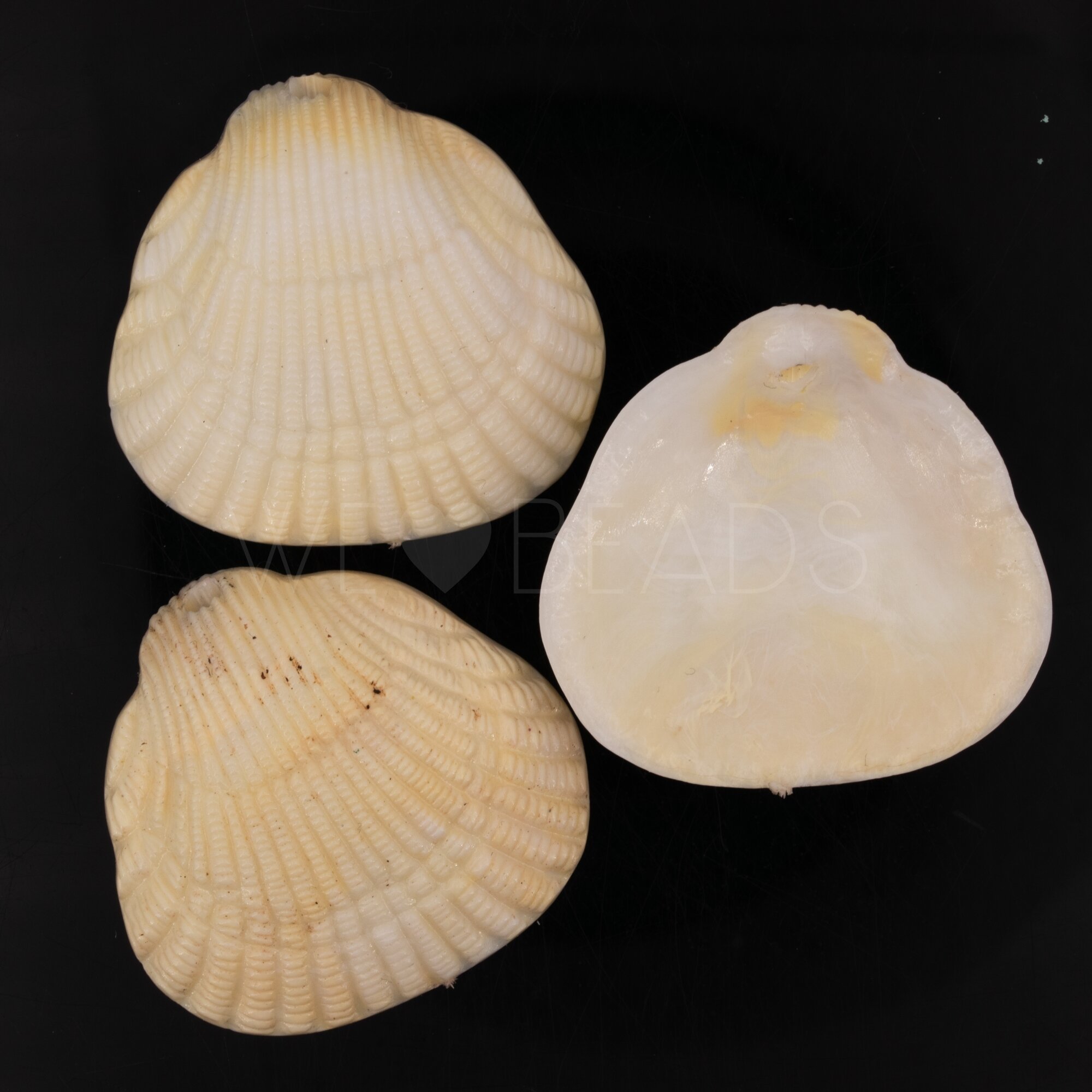 36x34 Muschel Anhänger in elfenbeinfarben