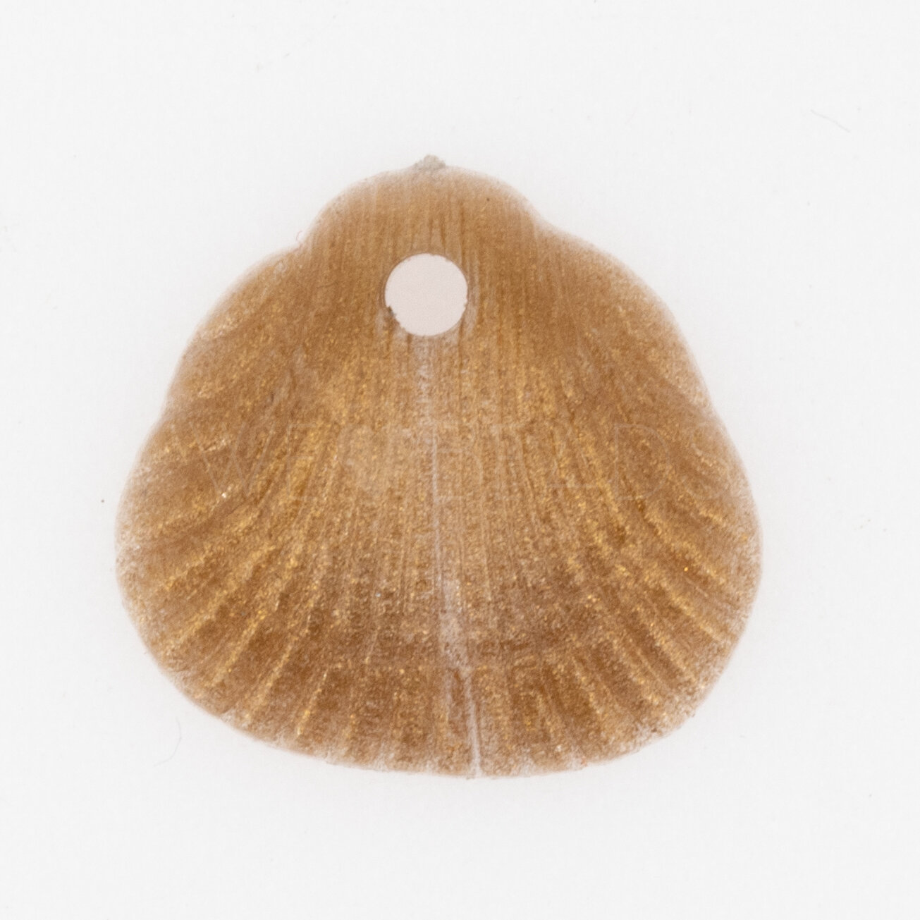 18x17 Muschel Anhänger in goldbasis