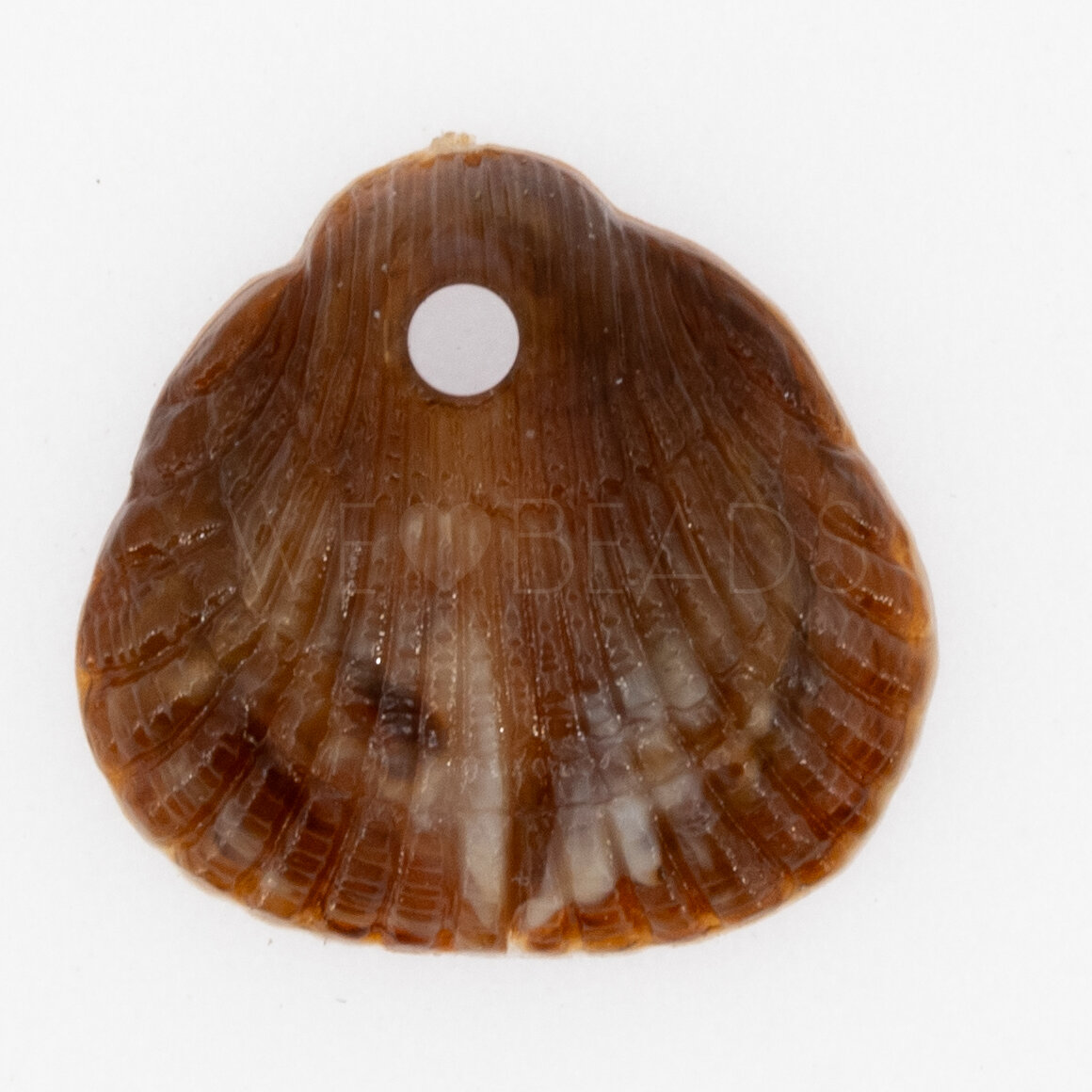 18x17 Muschel Anhänger in mahagonibraun