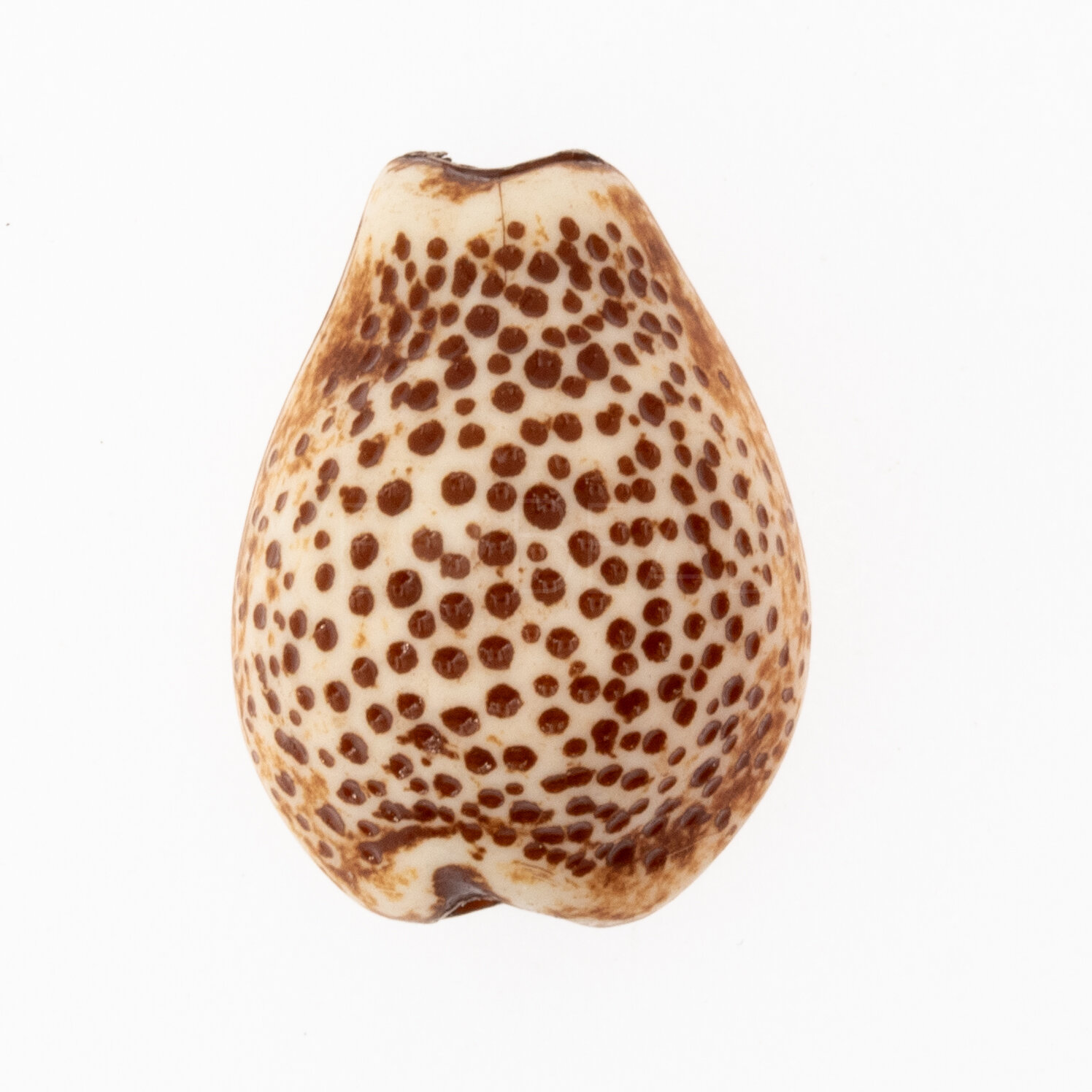 21x16 Muschel Perle in elfenbein-braun