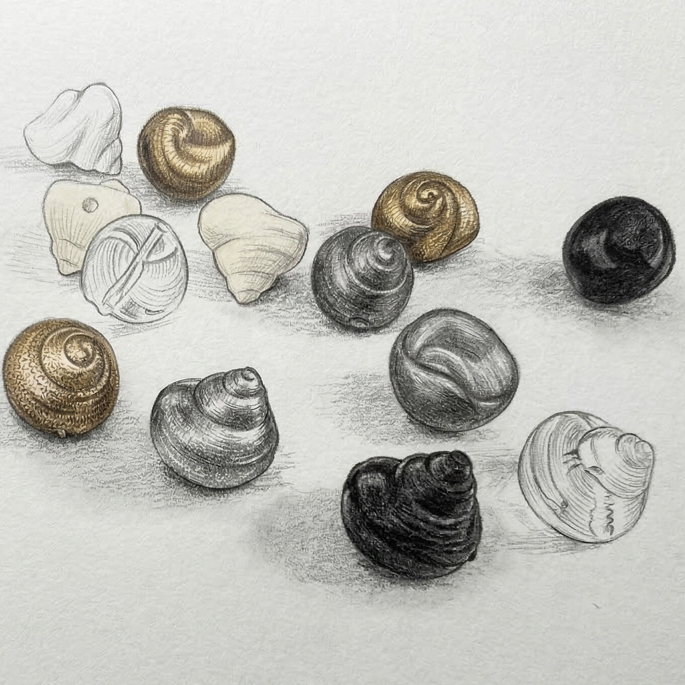 Muschel Perle in Farngrün