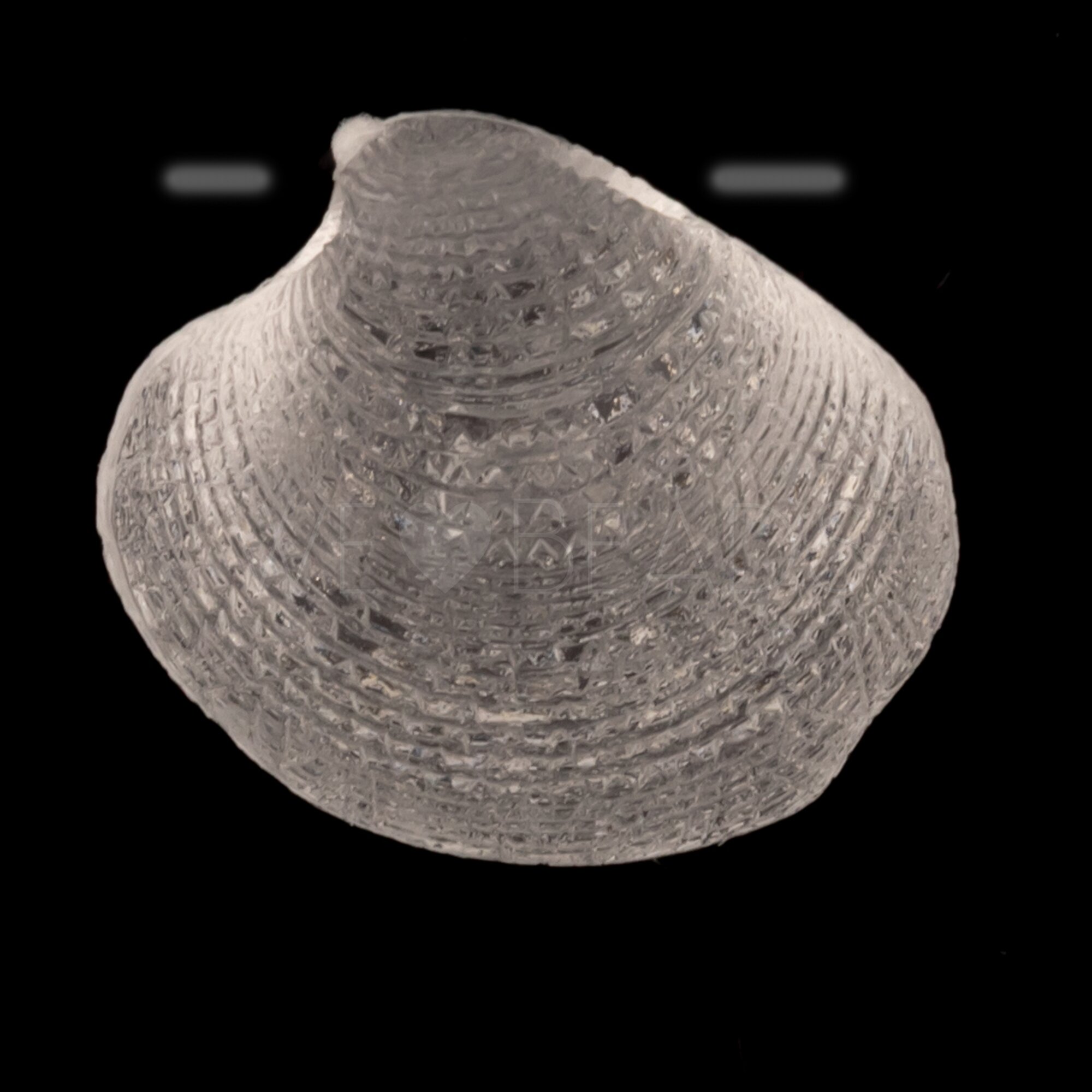 19mm Venusmuschel  Perle in Kristall