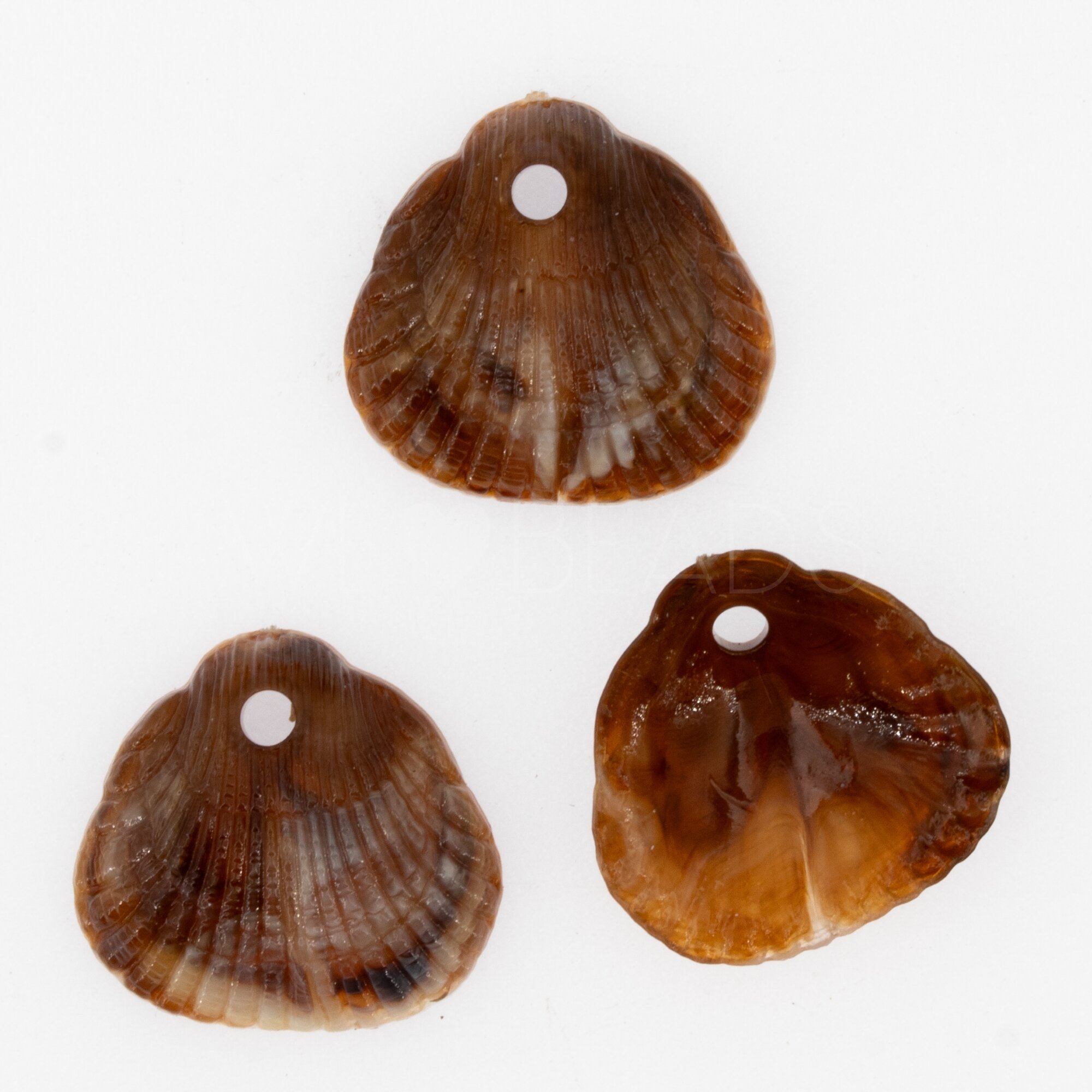 18x17 Muschel Anhänger in mahagonibraun