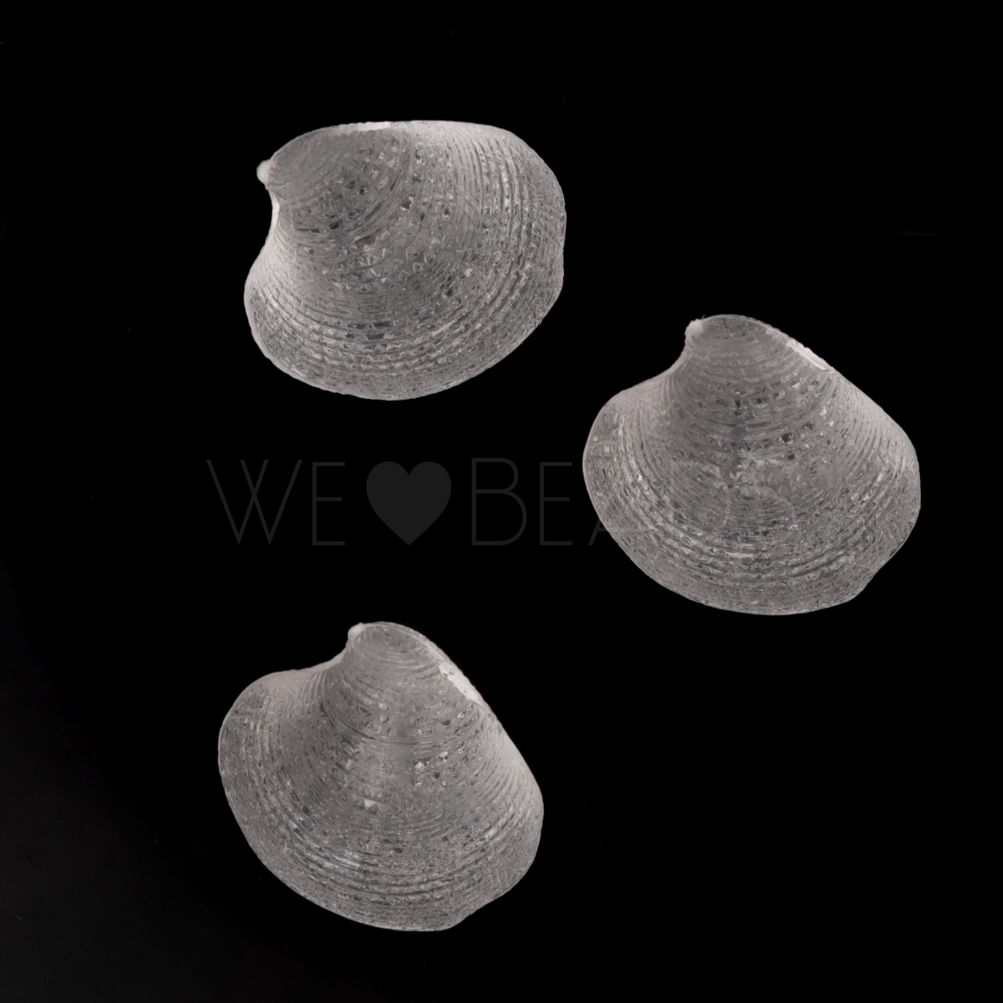 19mm Venusmuschel  Perle in Kristall