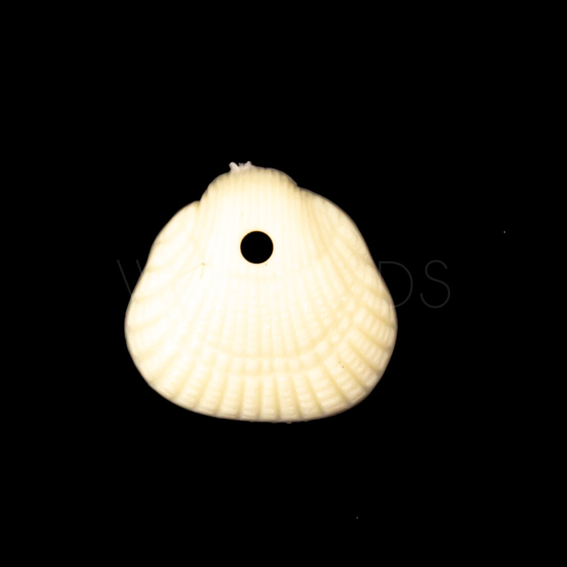 10mm Muschel Anhänger in elfenbein