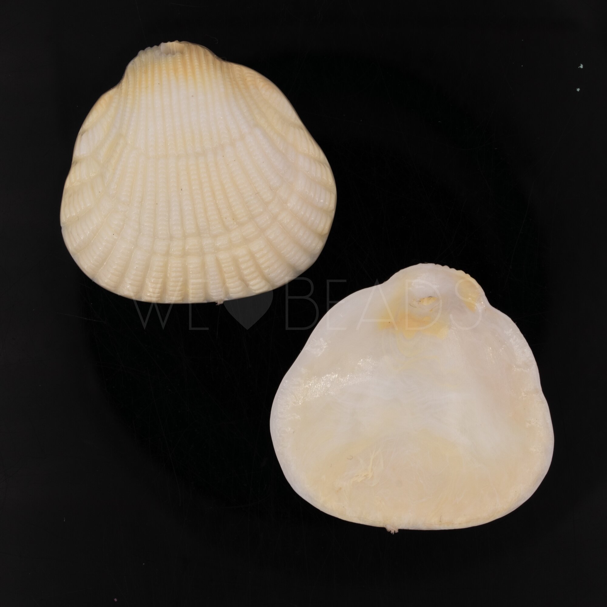 36x34 Muschel Anhänger in elfenbeinfarben