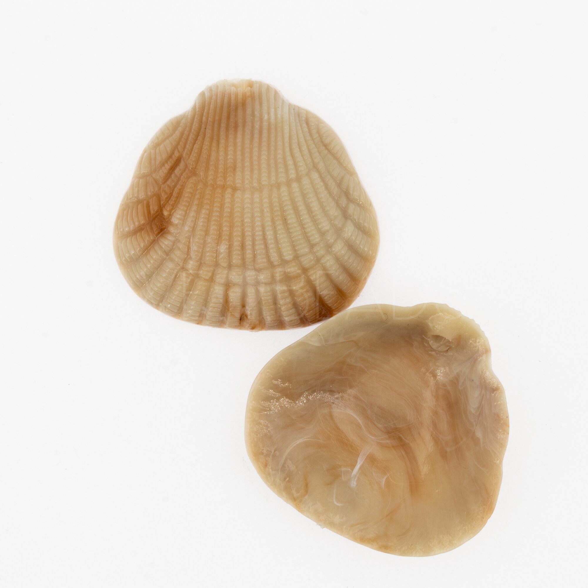 36x34 Muschel Anhänger in sesam beige