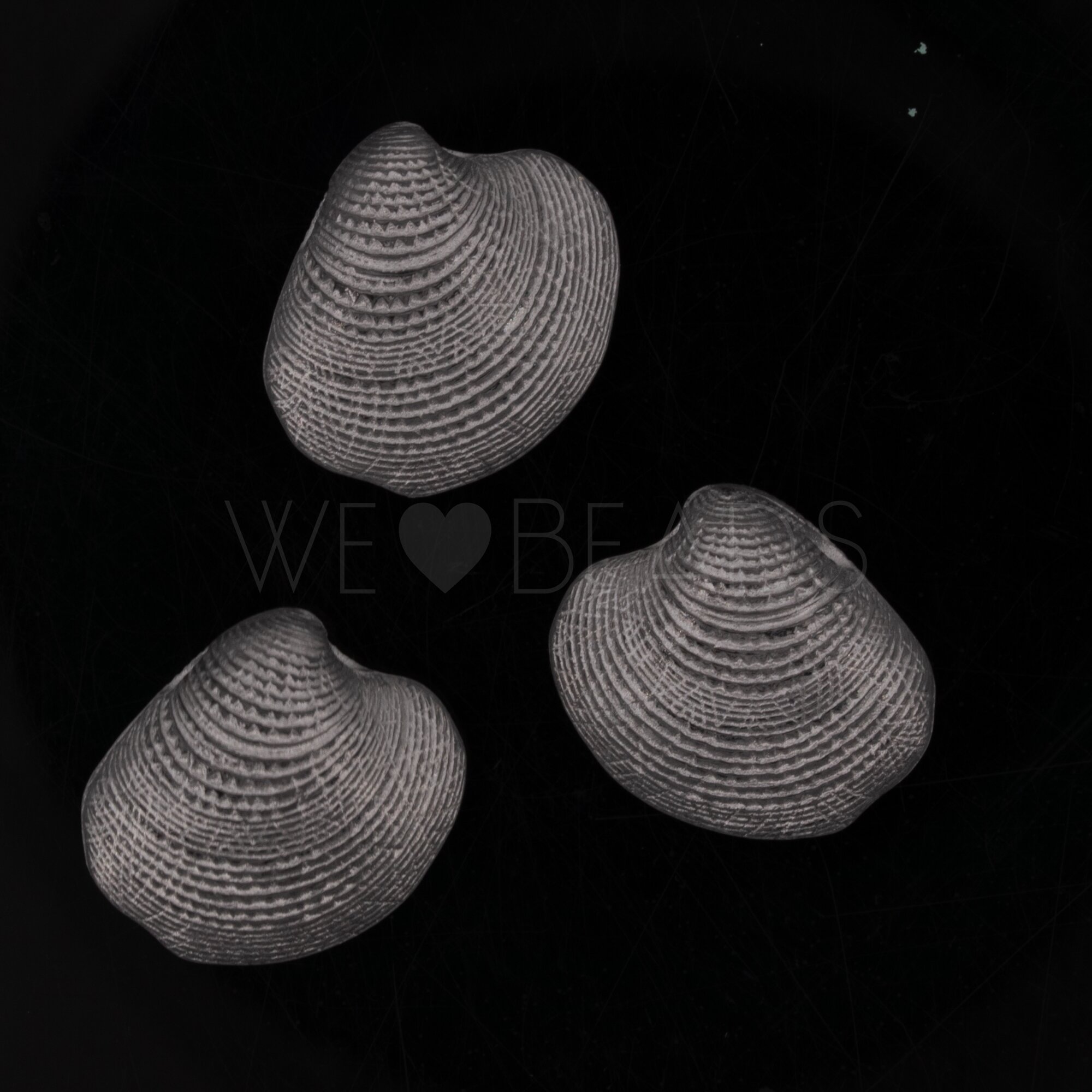 19mm Venusmuschel  Perle in Kristall silber