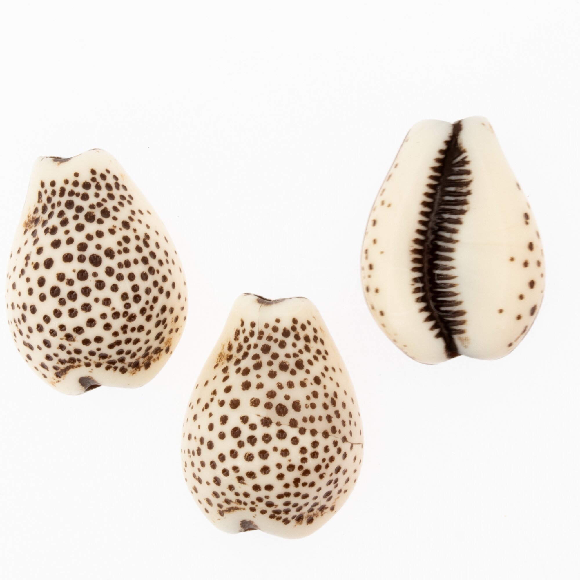 21x16 Kauri Muschel Perle in elfenbein-braun