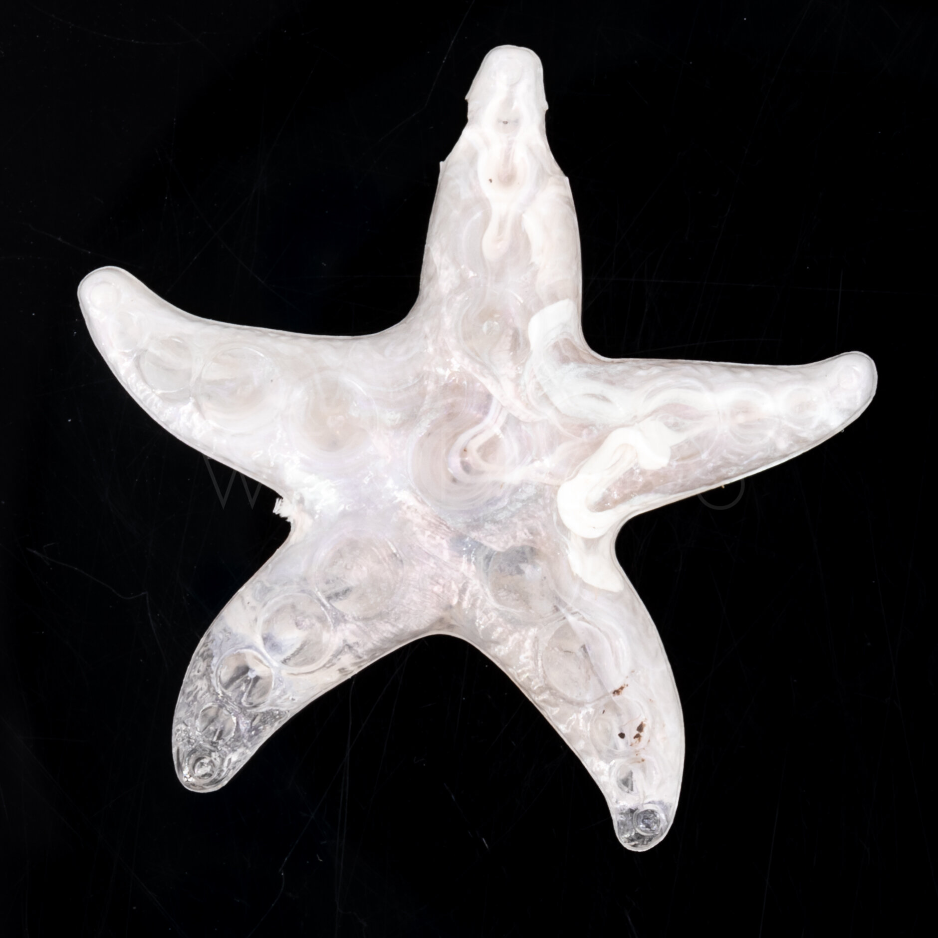 36x15 Perle Seestern in Champanger
